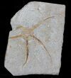 Wide Ophiura Brittle Star Fossil #37039-1